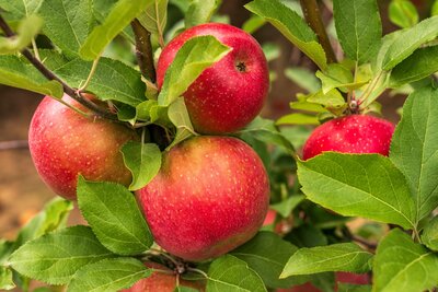 pexels-nc-farm-bureau-mark-28387808