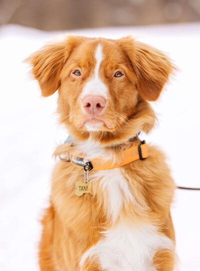 Nova Scotia Duck Toller student looking at the camera while standing in the snow during a training session