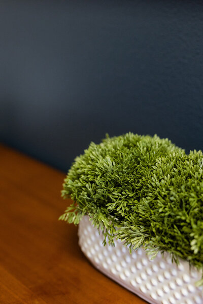 Plant on a desk