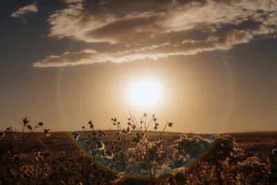 The sun sets behind dormant prairie plants as the sun sets behind them.