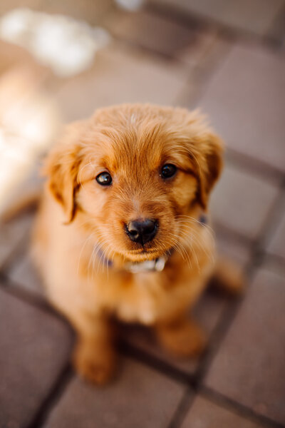 Puppy Photography-1