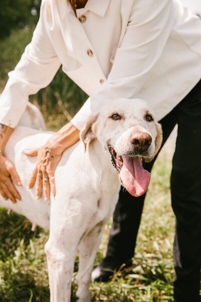 Sasha bending over to pet white lab dog