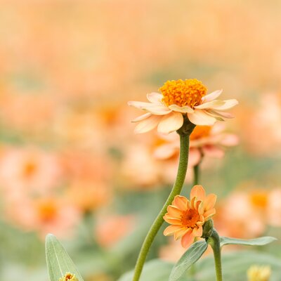 shallow-focus-photography-of-white-daisy-1028705