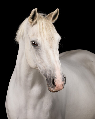 headshot of a grey Connemara pony with a black background