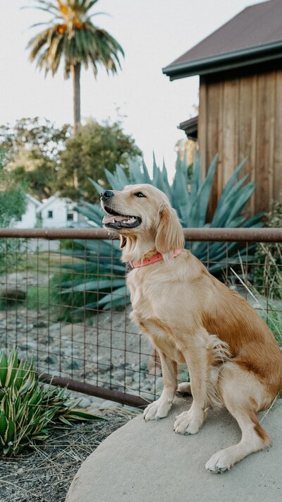 happy mama dog at Little Retriever Ranch in Southern CA 93463