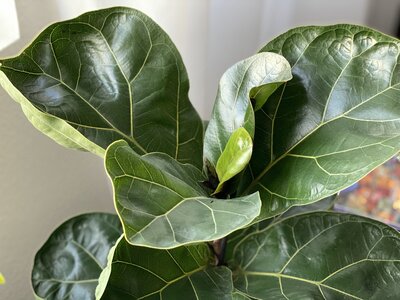 fiddle-fig-stock-image