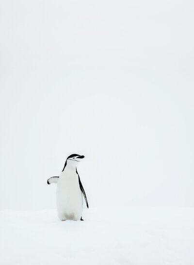 RYALE_Antarctica_D3_065