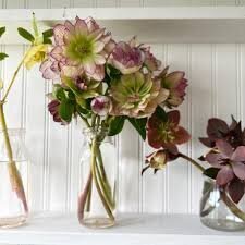 Hellebore is a florist's favorite for Carmel weddings and events. 