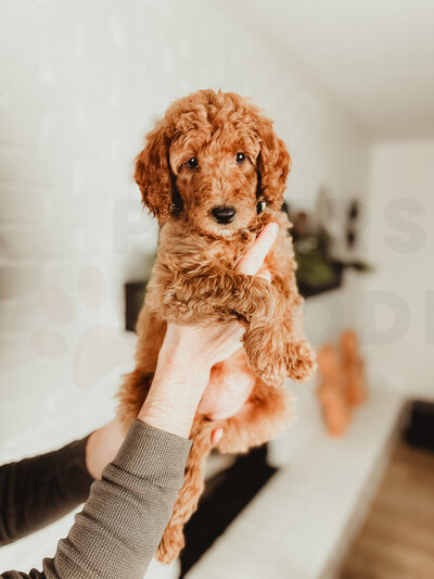 Red Apricot Moyen Poodle-6 (1)