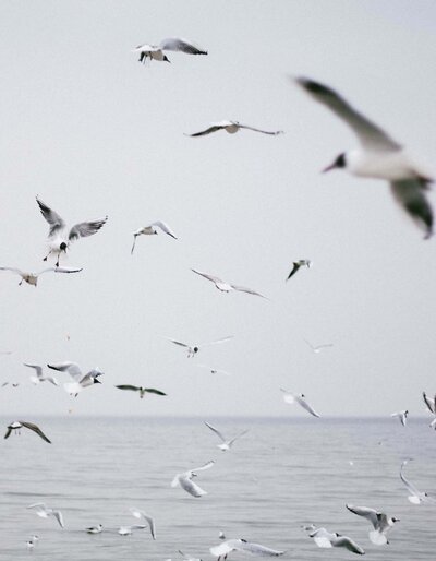 seagulls flying over the water