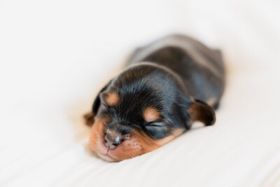 Puppies1-17