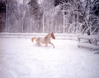 A dapple grey Arabian horse running in the snow