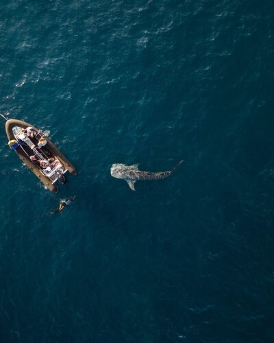 Boating with whale sharks in Bali