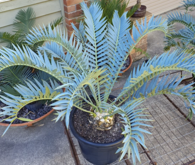 BLUE CYCAD Encephalartos arenarius X trispinosus