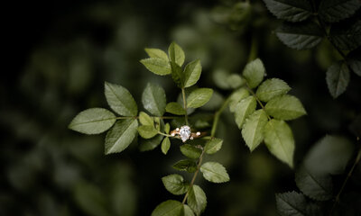 ring on leaf