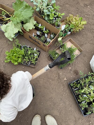 gardening with young child while planting leafy greens on the Kansas homestead

