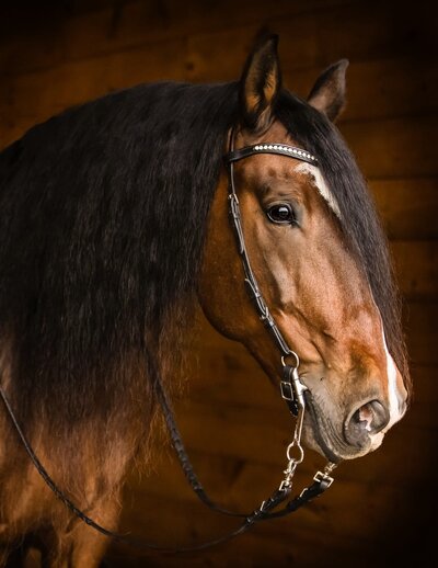 horse