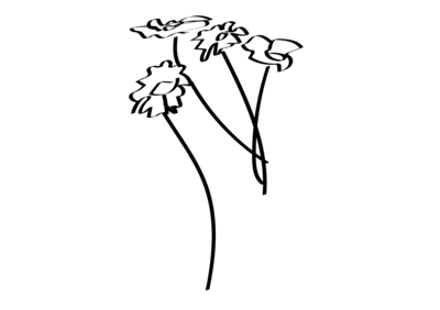 illustration of four flowers