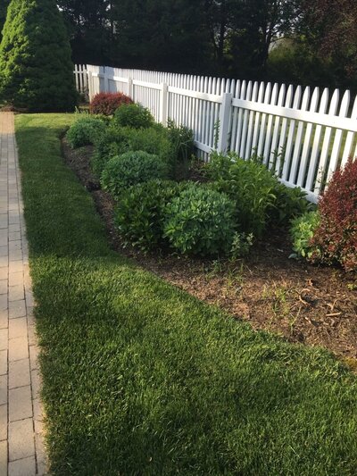 Simple garden bed with neatly trimmed green shrubs along a white picket fence, bordered by a lawn and a brick walkway.