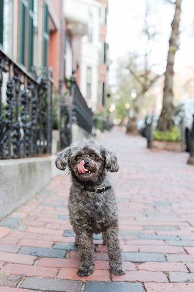 Shihpoo with tongue out in Beacon Hill