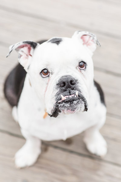 English Bulldog