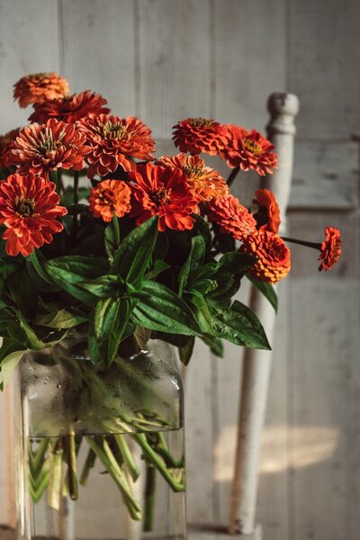 fresh zinnia flowers in vase on antique chair