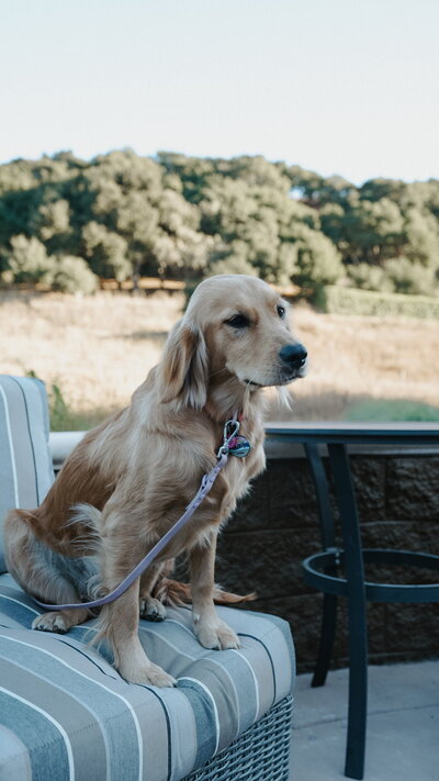 Mini Golden enjoying the outdoors at Little Retriever Ranch