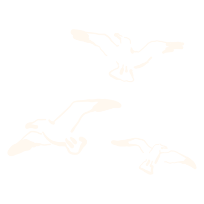 Three cream colored hand-drawn  illustrations of seagulls flying