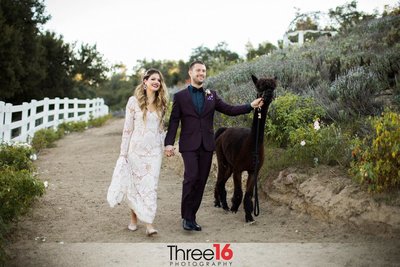 Bride and Groom go for a walk on  dirt trail while holding hands and walking an alpaca