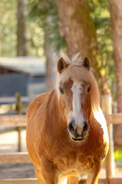 Palomino horse 