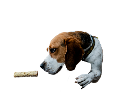 a dog jumping on a table to eat some buttered bread