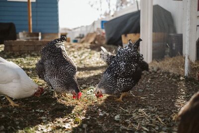 Two chickens pecking at the ground in a yard