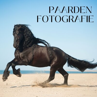 Fries paard galloperend op het strand