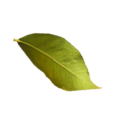 Copy of How to paint a lemon leaf