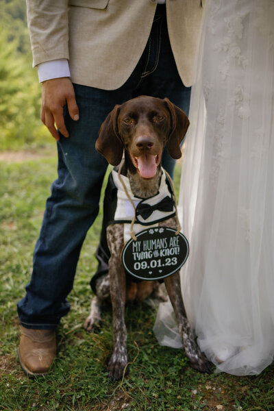 Gatlinburg elopement picture of dog in a tie and a sign around his neck