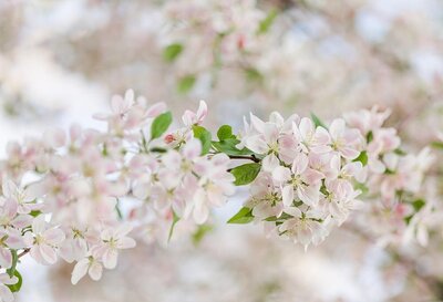 Light pink and white cherry blossoms with green leaves outdoors on a sunny day.