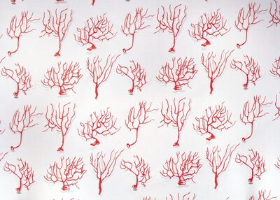 Mally Skok Nature's Valley_Coral