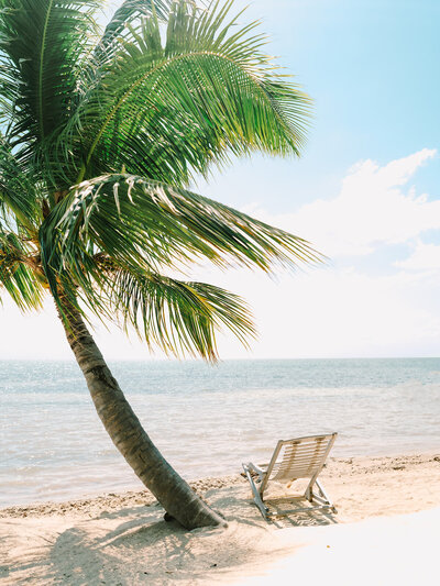 Chair next to a palm tree on the beach