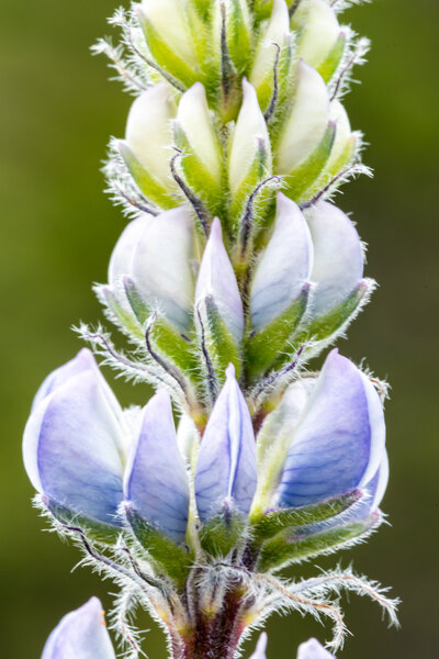 Macro photo of Montana lupine wildflower