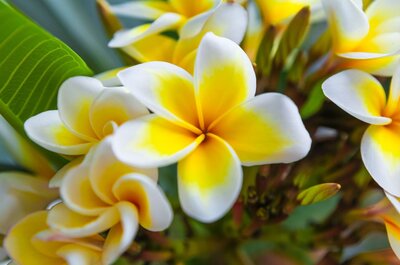 Plumeria flowers with petals in shades of white and yellow