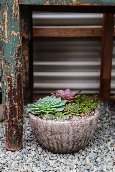 A decorative planter filled with succulents and seasonal plants, showcasing custom garden designs available at Sleeping Dog Plants.