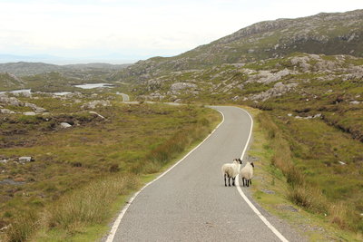 Schottland_Schafe