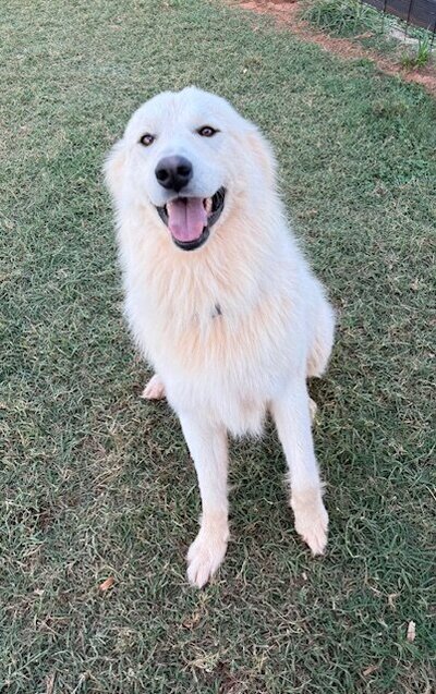 Koda the Great Pyrenees dog at outdoor wedding venue