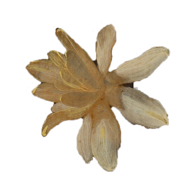 Flower1