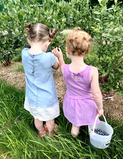 Two little girls blueberry picking at Bascom Road Blueberry Farm