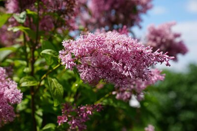 James McFarlane syringa prestoniae pink magenta heirloom lilac at North Country Lilacs nursery in Canton, New York