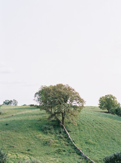 Quiet destination wedding moment with tree-lined estate, captured by Seattle and DC fine art photographer at Goodstone Inn in Middleburg.