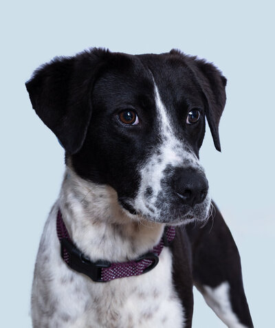 PICTURE OF A SHORT HAIR BORDER COLLIE MIX WAITING TO BE ADOPTED AND THIS PHOTO GOT HIM ADOPTED!