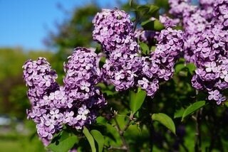 Old Glory syringa x hyacinthiflora purple heirloom lilac on North Country Lilacs farm in Canton, New York