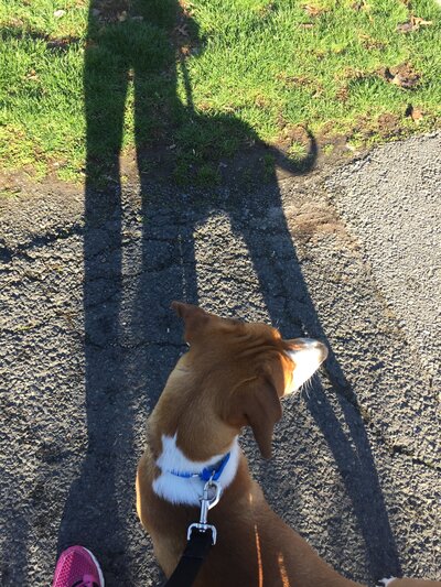 from the top, tan and white dog looking to the right with shadows in background
